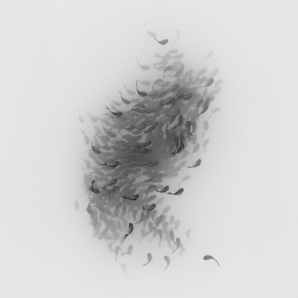 A objectively beautiful black and white render of Koy fish swimming in a murmuration pattern. Created in Houdini using a custom solver. Square aspect ratio.